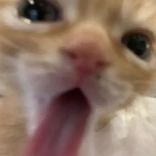 Котята от Дяди Рана Котята от Дяди Рана -