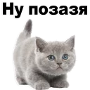 Котята от @TuristasTV Котята от @TuristasTV - животное