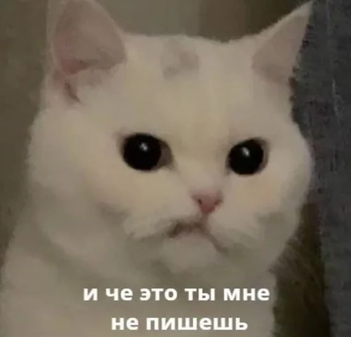 Киски без одежды (голые) Киски без одежды (голые) -
