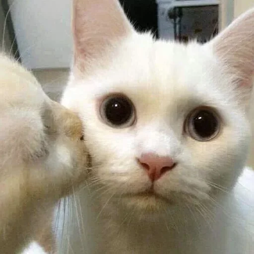 Котики Котики -