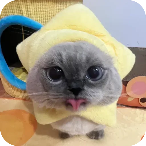 Kitty😻 Kitty😻 -