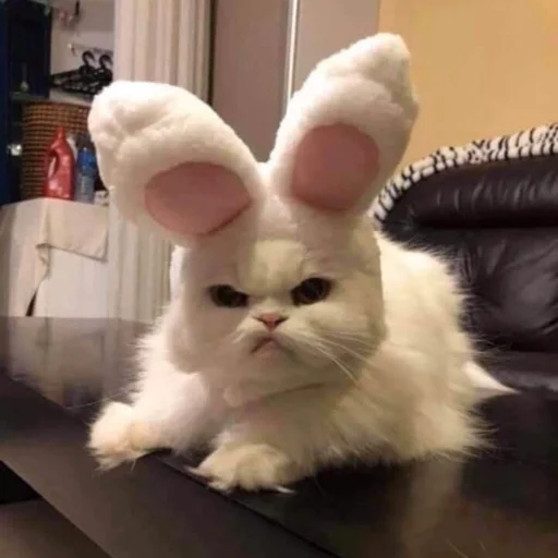 KittyCats KittyCats - животное