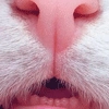 Kittydogs Kittydogs - animal