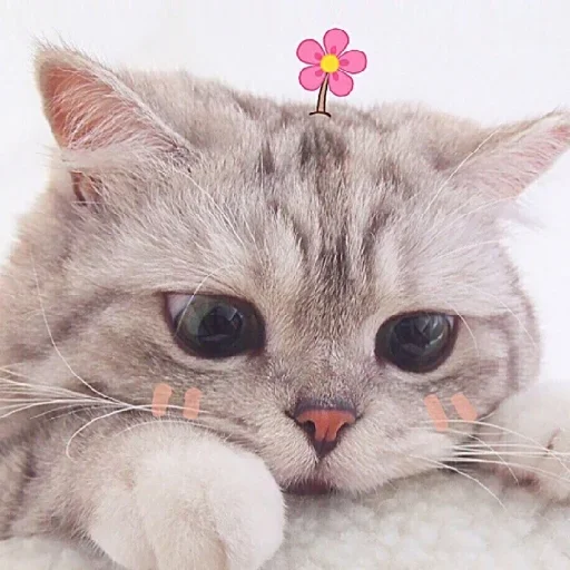 Котики :: @fStikBot Котики :: @fStikBot -