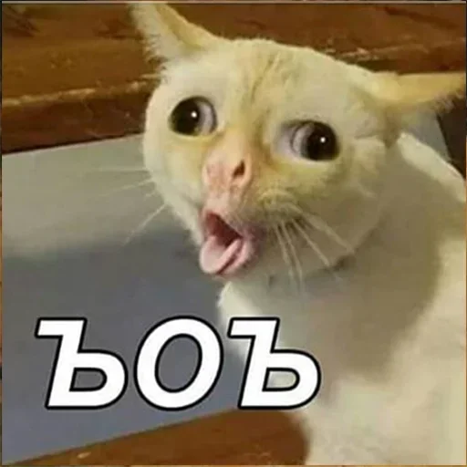 Koteyka by @fStikBot Koteyka by @fStikBot - text
