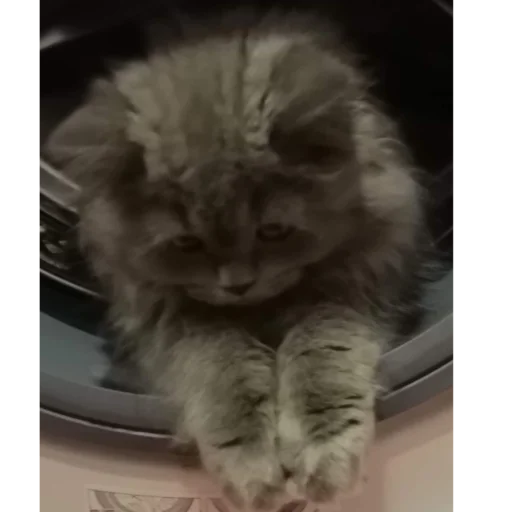klicat klicat -