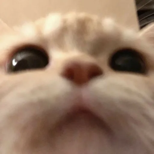 mammal animal cat