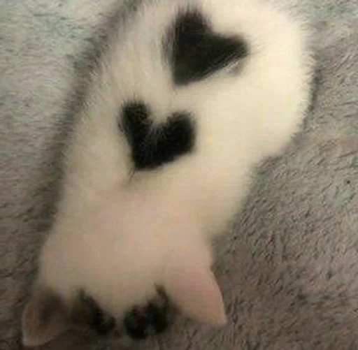 mammal animal small to medium-sized cats
