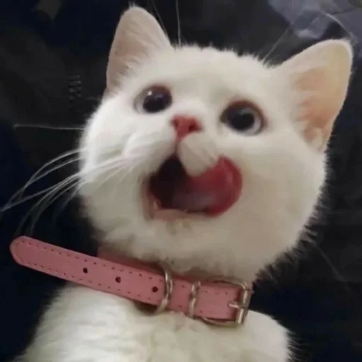 small to medium-sized cats whiskers felidae