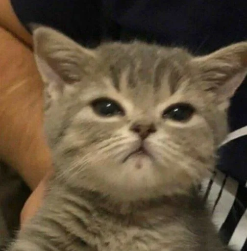 mammal animal cat