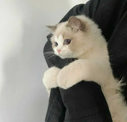 small to medium-sized cats cat domestic cat