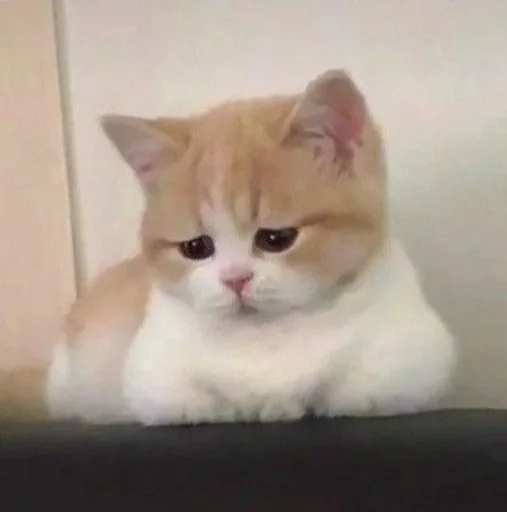 mammal animal cat