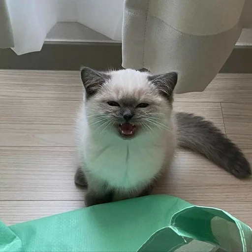 small to medium-sized cats indoor felidae