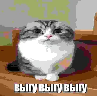 Sticker Набор Комару, Кокоа и Комуги от @OTTIMIC - 5