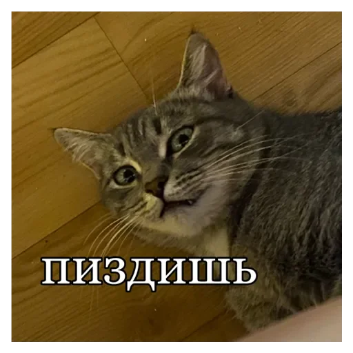 Кошки Кошки -