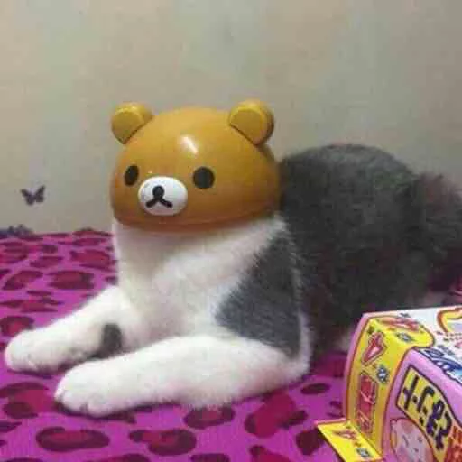 toy indoor cat