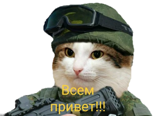 Котяра Котяра -