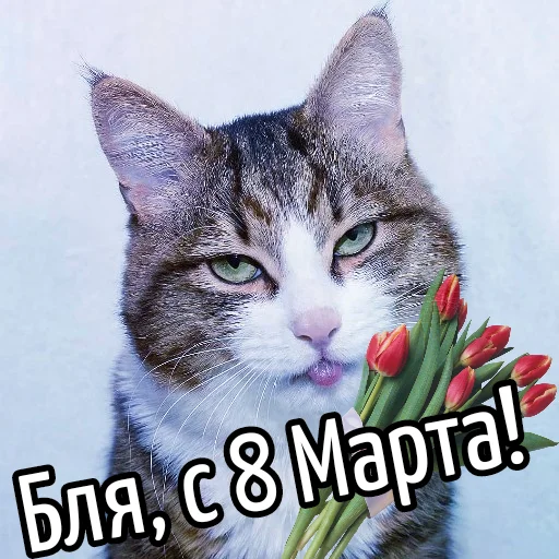 Кот "Бля" @GIFSTIKI 🥳 Кот "Бля" @GIFSTIKI 🥳 -