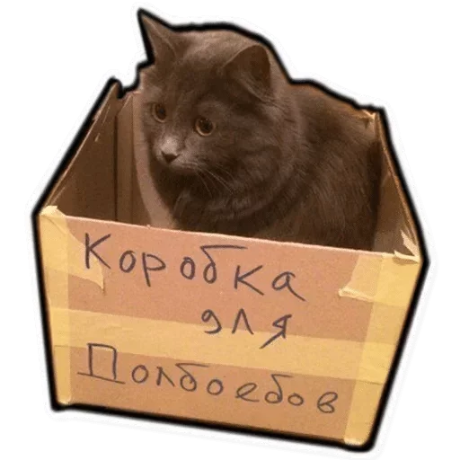 Котэ Котэ -