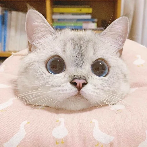 Котеки Котеки -