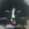 Cat Cat -