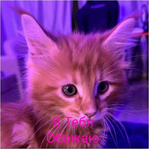 Котик лайт Котик лайт -
