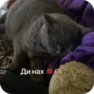 Стикер Котик мау - 0