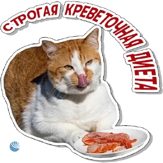 Sticker Кот Мостик - 0