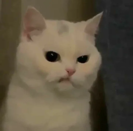 люблюкотиков :: @fStikBot