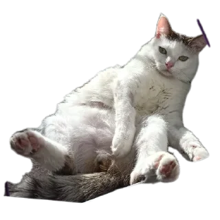 Стикер Котики обормотики - 4