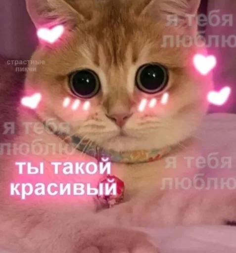 Котомемы??✨ от @stiljizn Котомемы??✨ от @stiljizn -