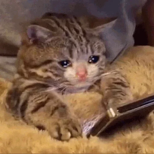 Кошачий цирк Кошачий цирк -