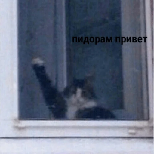 окно кошки малого и среднего размера кошачьи
