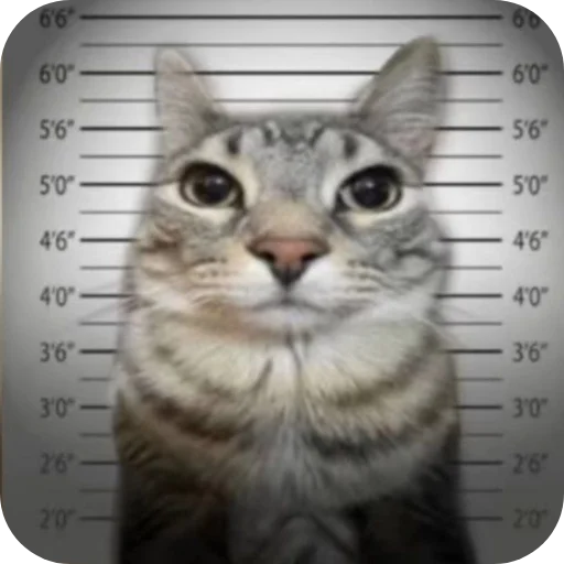 Zazu Cat, от щутника - 