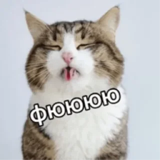 Стикер Коты3 - 1