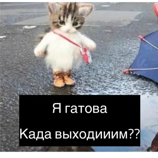 Коты Коты -