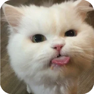 Стикер Коты - 5