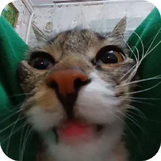 Стикер Коты - 11