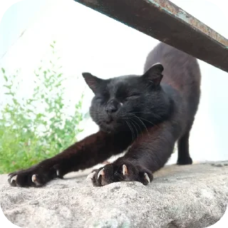 Стикер Коты - 7