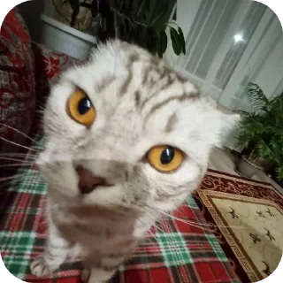 Стикер Коты - 3