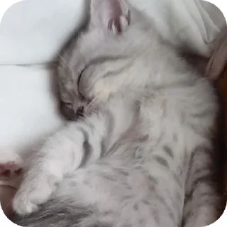 Стикер Коты - 10