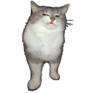 Коты Мявчики @stickerus Коты Мявчики @stickerus - animal