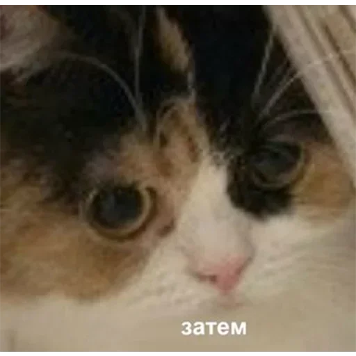 Стикер @kriptopsix - 7