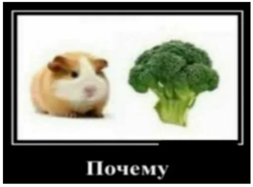 vegetable vegetable animal cruciferous vegetables