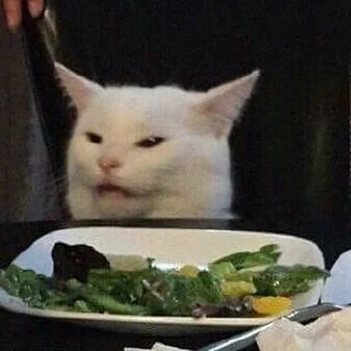 food food indoor cat