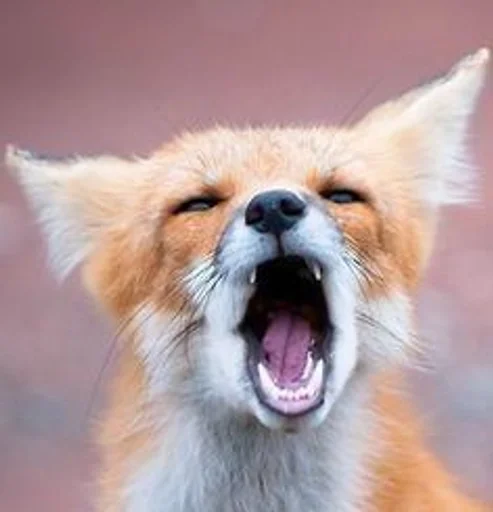mammal mammal animal fox