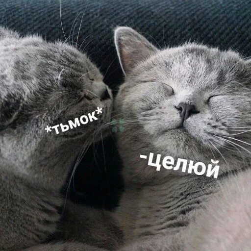 КотикЦмок КотикЦмок - animal