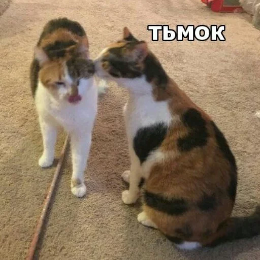 КотикЦмок2 КотикЦмок2 -