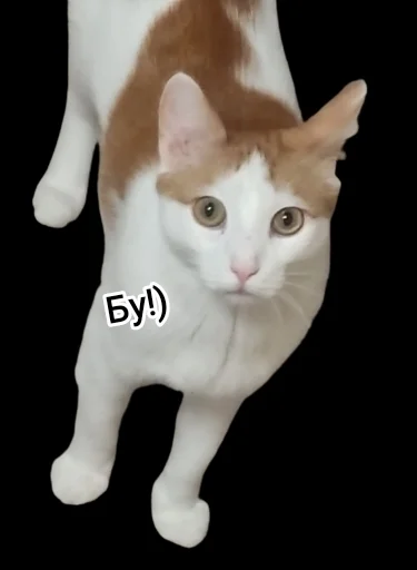 Куська Куська -
