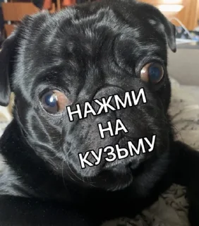 Sticker СОСИ МОЙ СОБАЧИЙ ХУЙ - 0